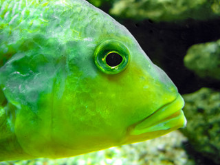 Closeup of fluorescent green fish head in aquarium © Janina