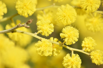 Mimosa gialla in fiore © Civolani Stefano