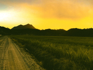 Obraz premium sunset over the field