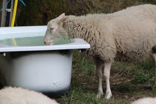 Sheep Drinking Water From Trough On Field