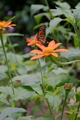Saint-Pierre, Martinique, france, 28 aout 2013 : Monarque posé sur une fleur orange au jardin aux papillons
