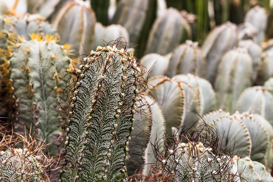 Cactus plants or Astrophytum asterias is a species of cactus plant in the genus Astrophytum at cactus farm. Nature Green Cactus Pot. Cactus patterns. Cactus plants Astrophytum with blurred background.