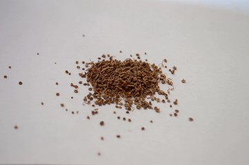 flower seeds