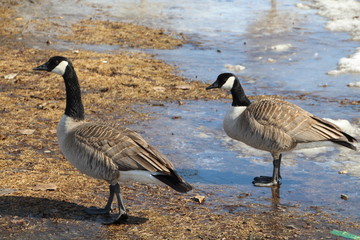 Geese On The Waters Edge, William Hawrelak Park, Edmonton, Alberta