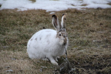 Rabbit Eating, Edmonton, Alberta