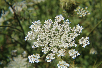 Queen Ann's Lace