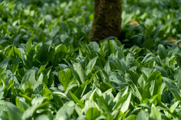 wild garlic growing in springtime in a forest near bad vilbel, hesse, germany