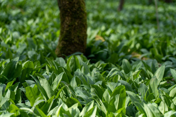 wild garlic growing in springtime in a forest near bad vilbel, hesse, germany