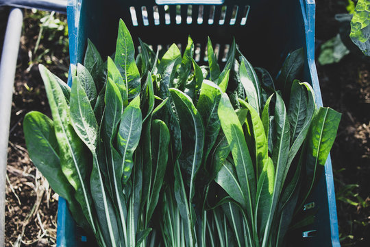Harvesting of organic Green radicchio in a quilombola community 