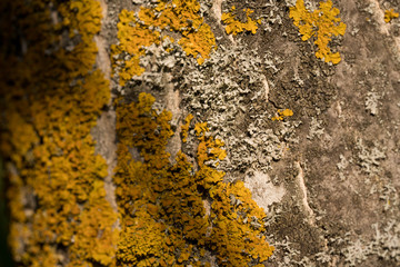 close-up of orange lichen on a tree in the sun during springtime