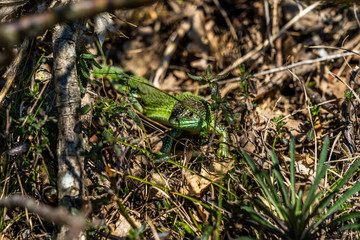 smaragd eidechse nahaufnahme vor braunem hintergrund aus trockenen blättern