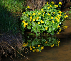 Fototapeta na wymiar Marsh marigold with beautiful reflections