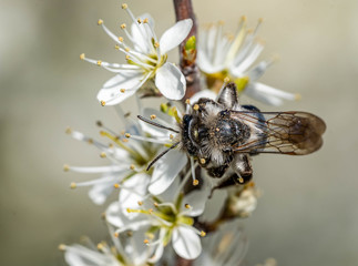 close-up image of a silk bee collecting pollen from a flowering tree