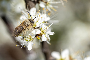 close-up image of a silk bee collecting pollen from a flowering tree