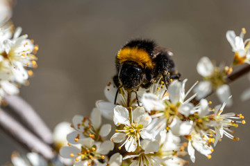 close-up of a bumblebee sucking nectar from a flowering tree in springtime