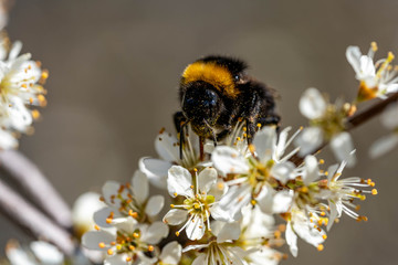 close-up of a bumblebee sucking nectar from a flowering tree in springtime