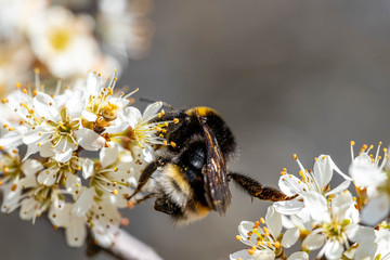 close-up of a bumblebee sucking nectar from a flowering tree in springtime