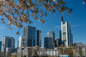 Obraz premium Frankfurt, Germany - March 31, 2020: frankfurt skyline view from main riverside in springtime