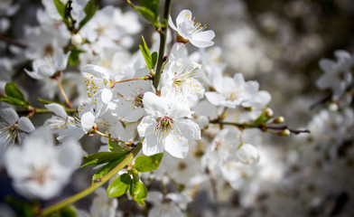 Blossoming cherry flower in early spring.