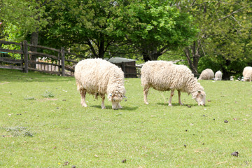 Wooly sheep in a grassy field.