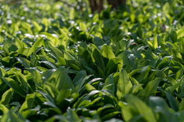 wild garlic growing in springtime in a forest near bad vilbel, hesse, germany