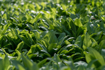 wild garlic growing in springtime in a forest near bad vilbel, hesse, germany