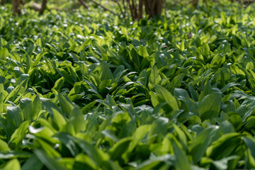 wild garlic growing in springtime in a forest near bad vilbel, hesse, germany