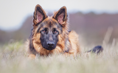 portrait of german shepherd