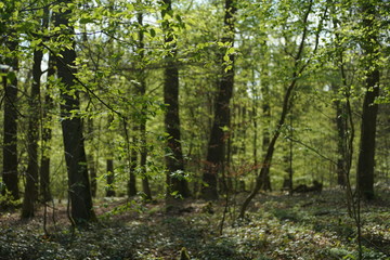 Buchen Eichen Laub Misch Wald im Frühling