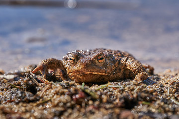 Close up portrait of he amphibian animal common toad, European toad, or in english speaking parts of Europe, simply the toad, Bufo bufo, resting in the shallow clear water during sunny spring day.