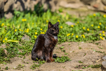 The village cat