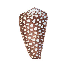 Illustrations of underwater life objects - brown sea shell, marine design. Watercolor hand drawn painting illustration isolated on white background.