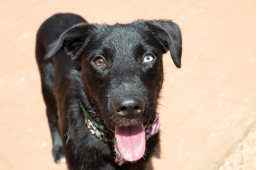 A beautiful black mutt with heterochromia