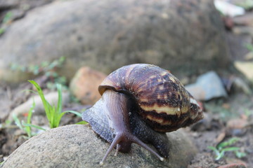 A wild snail in the nature