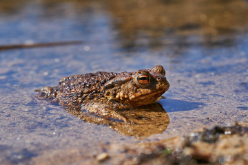 The amphibian animal common toad, European toad, or in Anglophone parts of Europe, simply the toad, Bufo bufo, resting in the shallow clear water and waiting for mating or coupling in sunny spring day