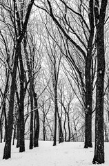 forest trees in winter snow