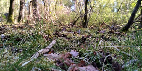 bird in the woods
