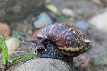 A wild snail in the nature
