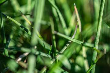 Grass Blades Macro