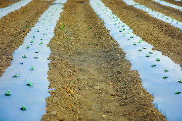 indian modern watermelon farming techniques