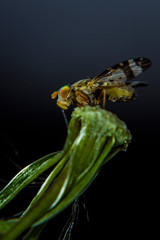 Macro shot a hoverfly resting on a dead dandelion