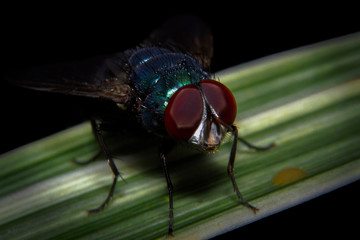 Macro shot a fly resting on the leaf