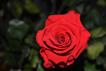 single red rose