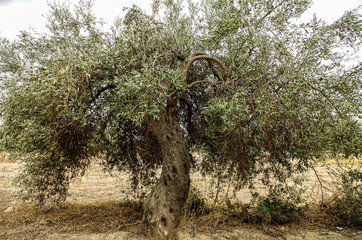 Olive trees photographed in the Sardinia countryside