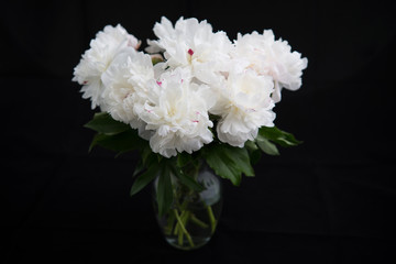 White Peonies in Vase on Black Background