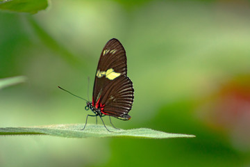 Mariposa posada en una hoja 