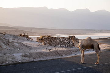 Two camels stand on the road