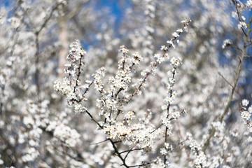 Kwitnący krzew śliwy tarniny, prunus spinosa © ChemiQ