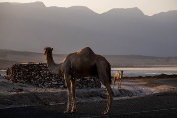 Two camels stand on the road
