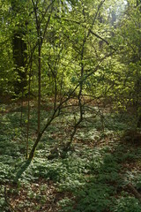 Fototapeta na wymiar Buchen Eichen Laub Misch Wald im Frühling